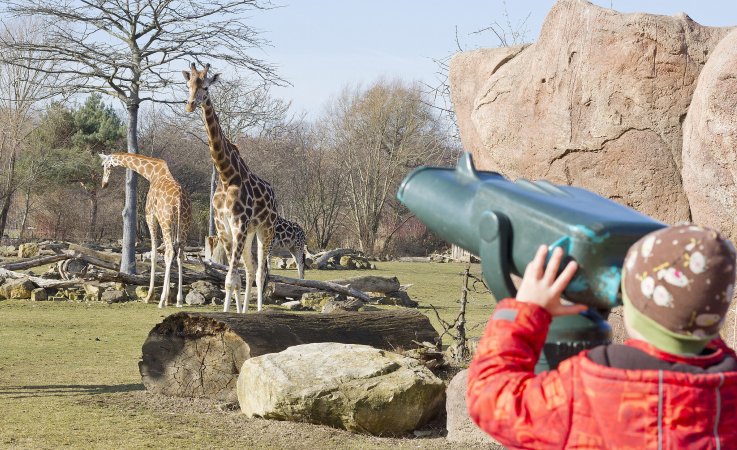 Zoo Leipzig - Giraffen auf der Savanne beobachten © Zoo Leipzig