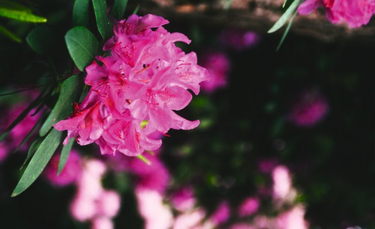Rhododendronblüte im Ammerland © ATIS