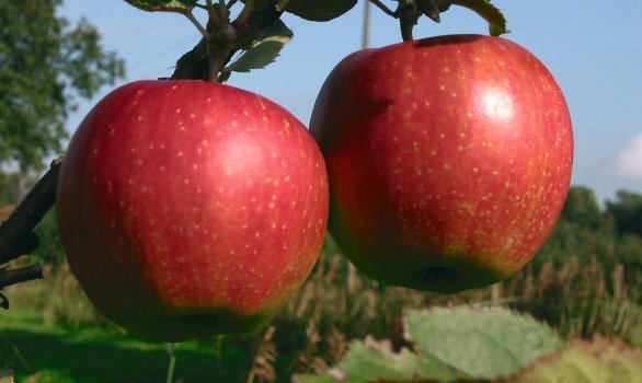 Äpfel aus dem Alten Land © Katalogwerkstatt/Lang