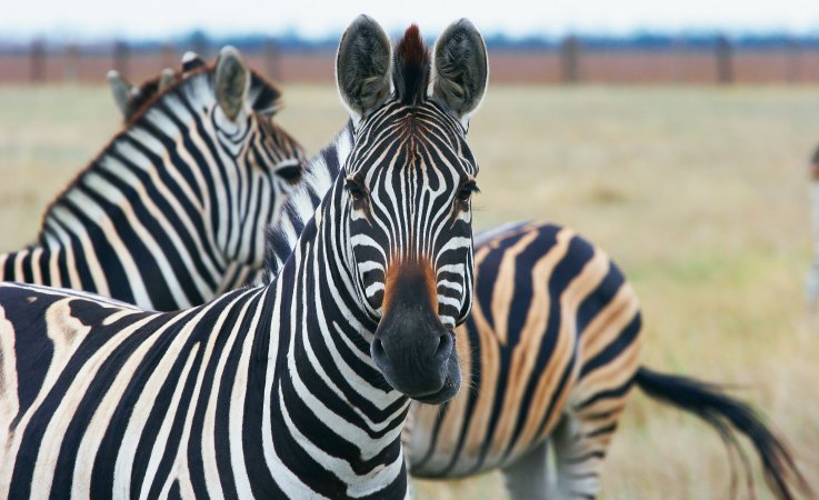 Zebras © Oleg Budzan - Fotolia.com