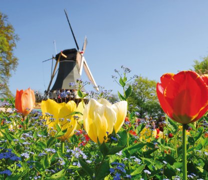 Windmühle im Keukenhof