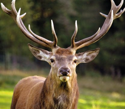  © Wiltrud-fotolia.com