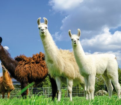  &copy; Countrypixel - stock.adobe.com